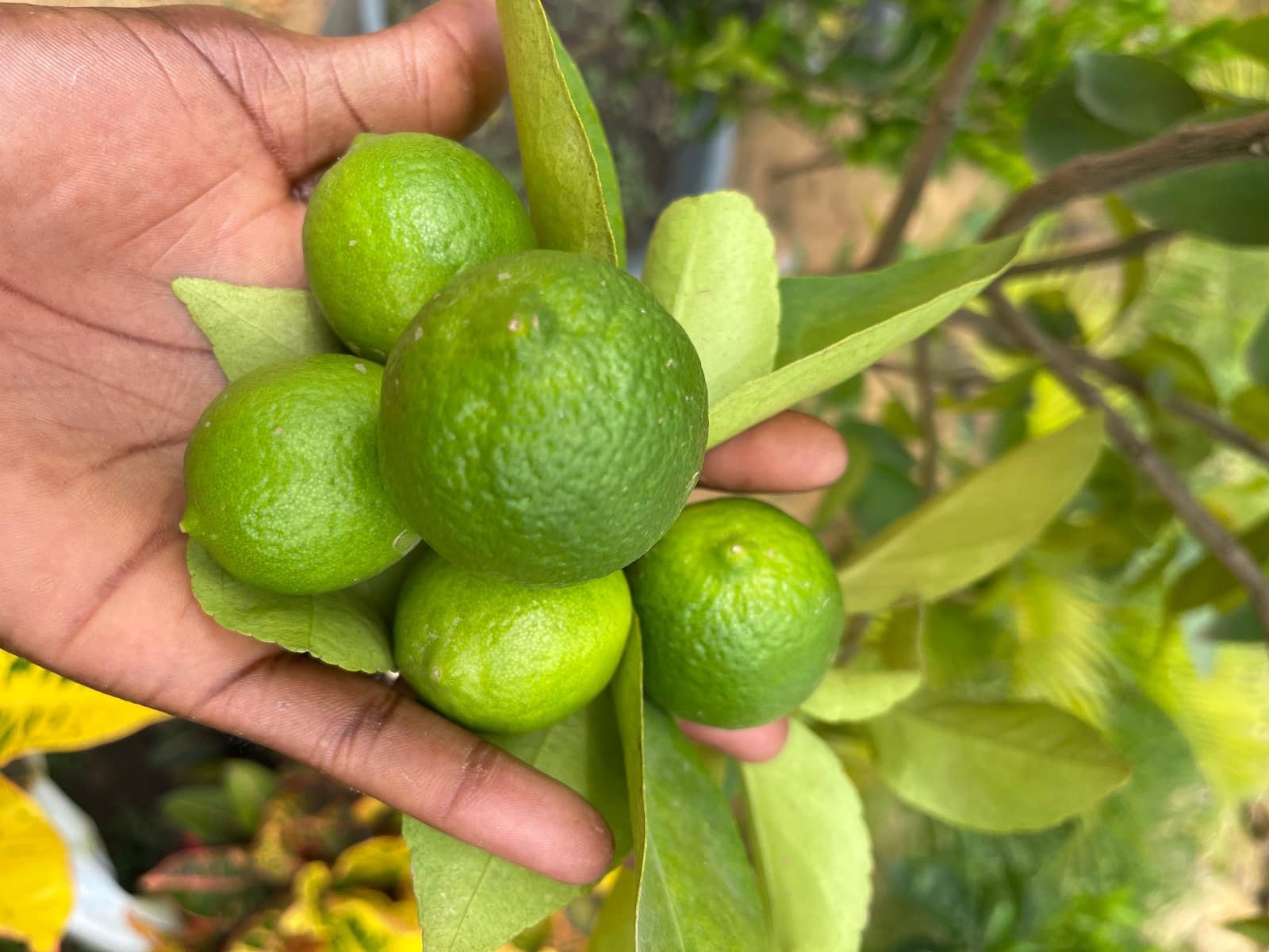 Vendas de Árvores de Fruto