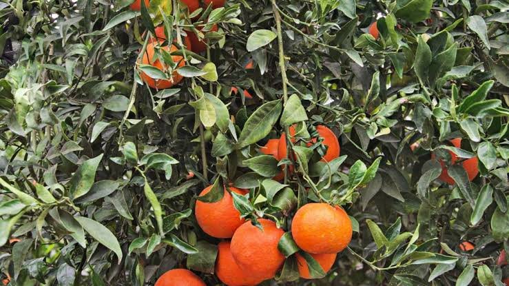 Tangerineira