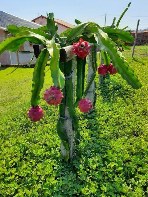 Pitaya