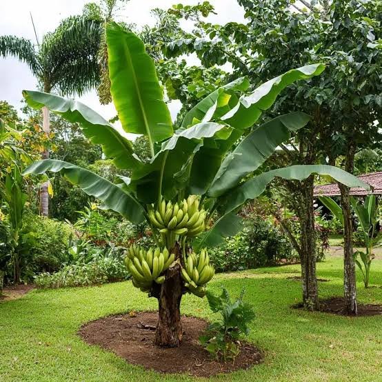 Bananeira